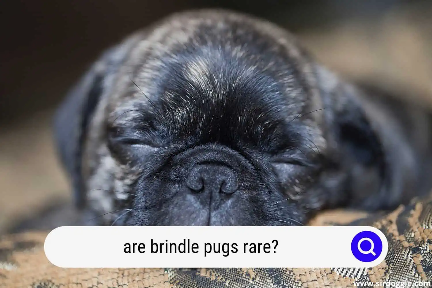 are brindle pugs rare