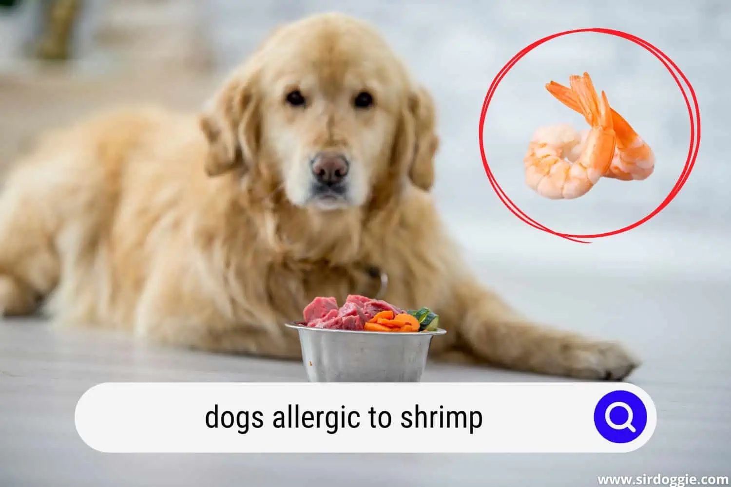 dogs allergic to shrimp