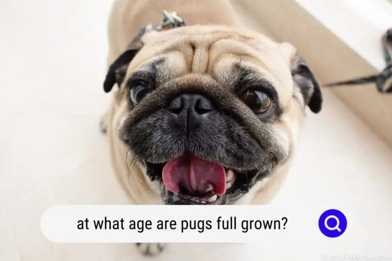 at what age are pugs full grown