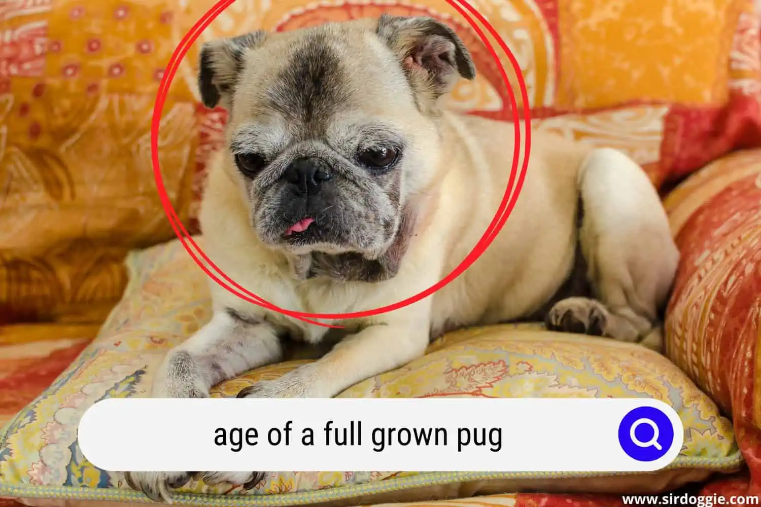 age of a full grown pug