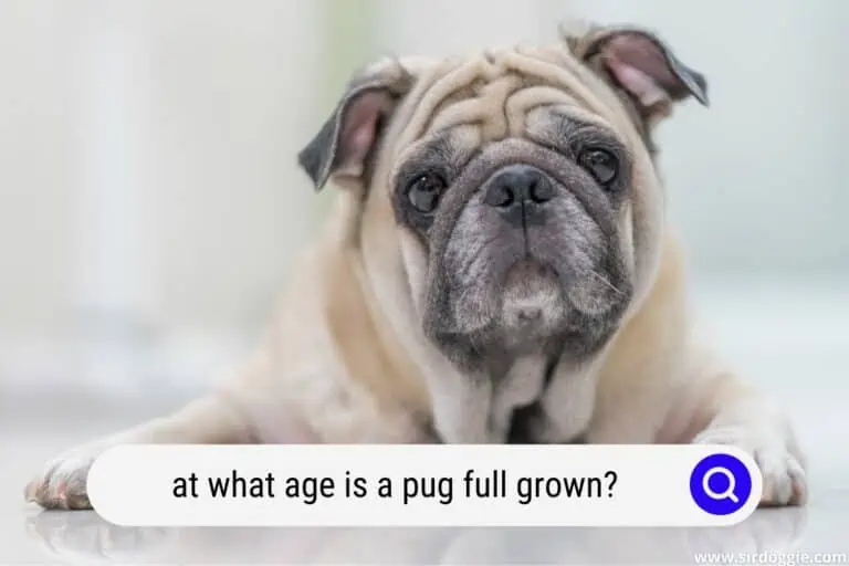 at what age is a pug full grown