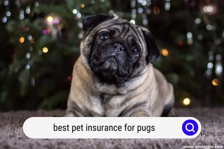 The Best Pet Insurance For Pugs: Discover The Top 5 Coverage Plans For Your Lovely Fur Baby