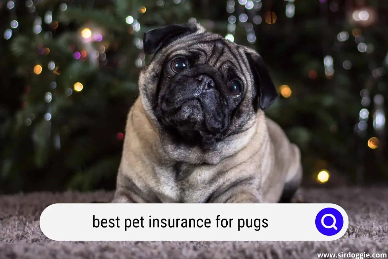 best pet insurance for pugs