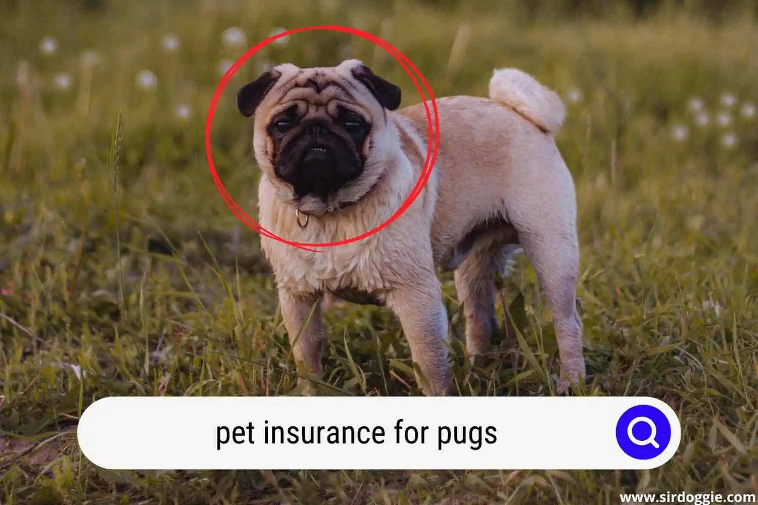 pet insurance for pugs