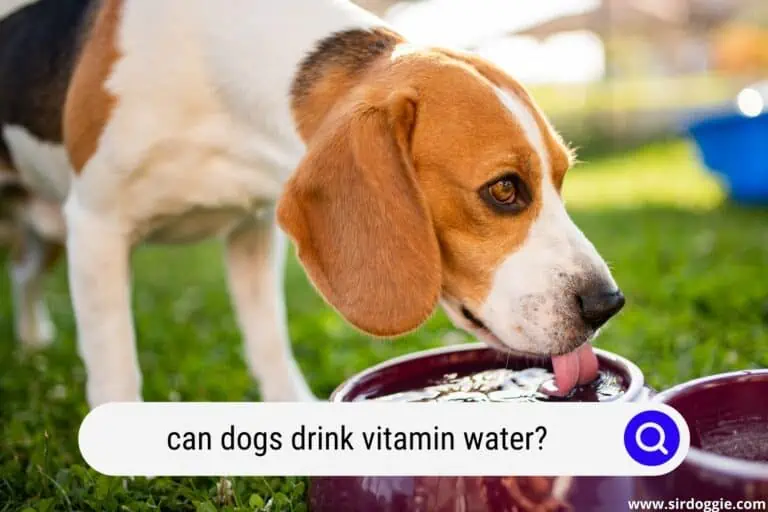 Can Dogs Drink Vitamin Water?