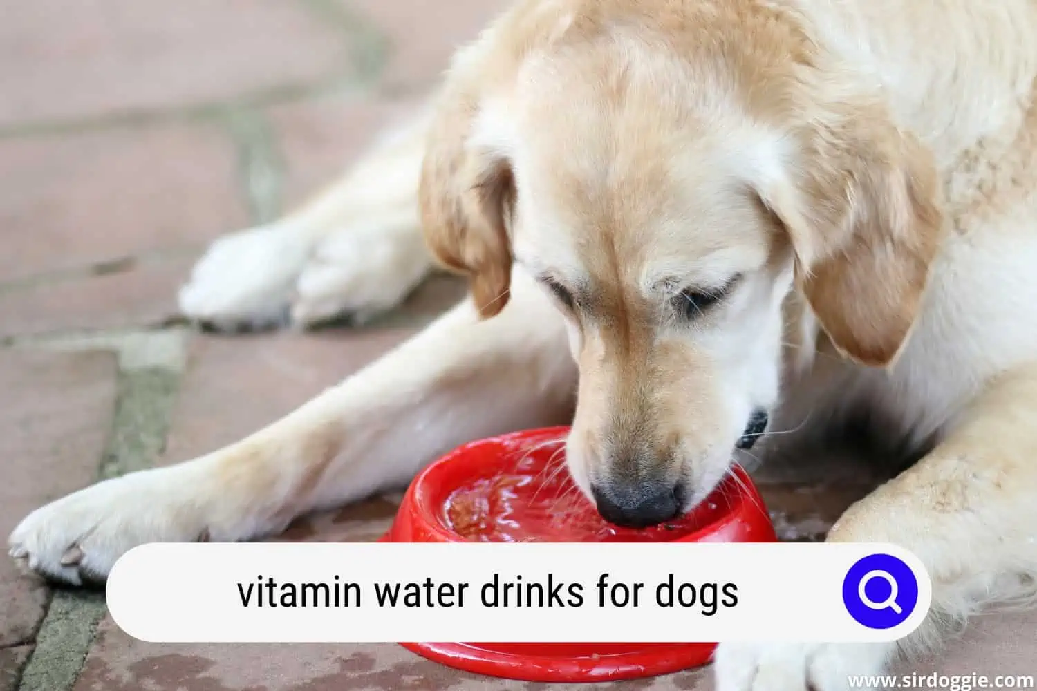 vitamin water drinks for dogs
