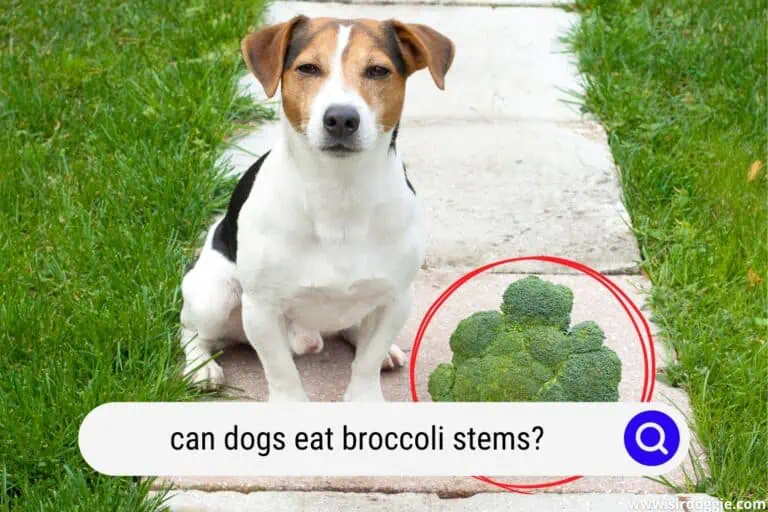 Can Dogs Eat Broccoli Stems? Find Out Interesting Facts About Broccoli and 4 Best Ways To Prepare It.