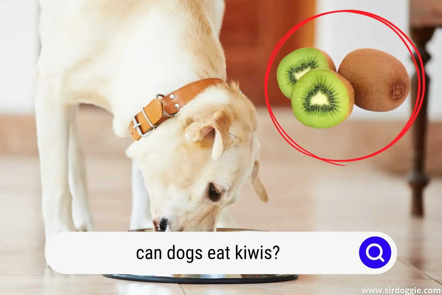can dogs eat kiwis