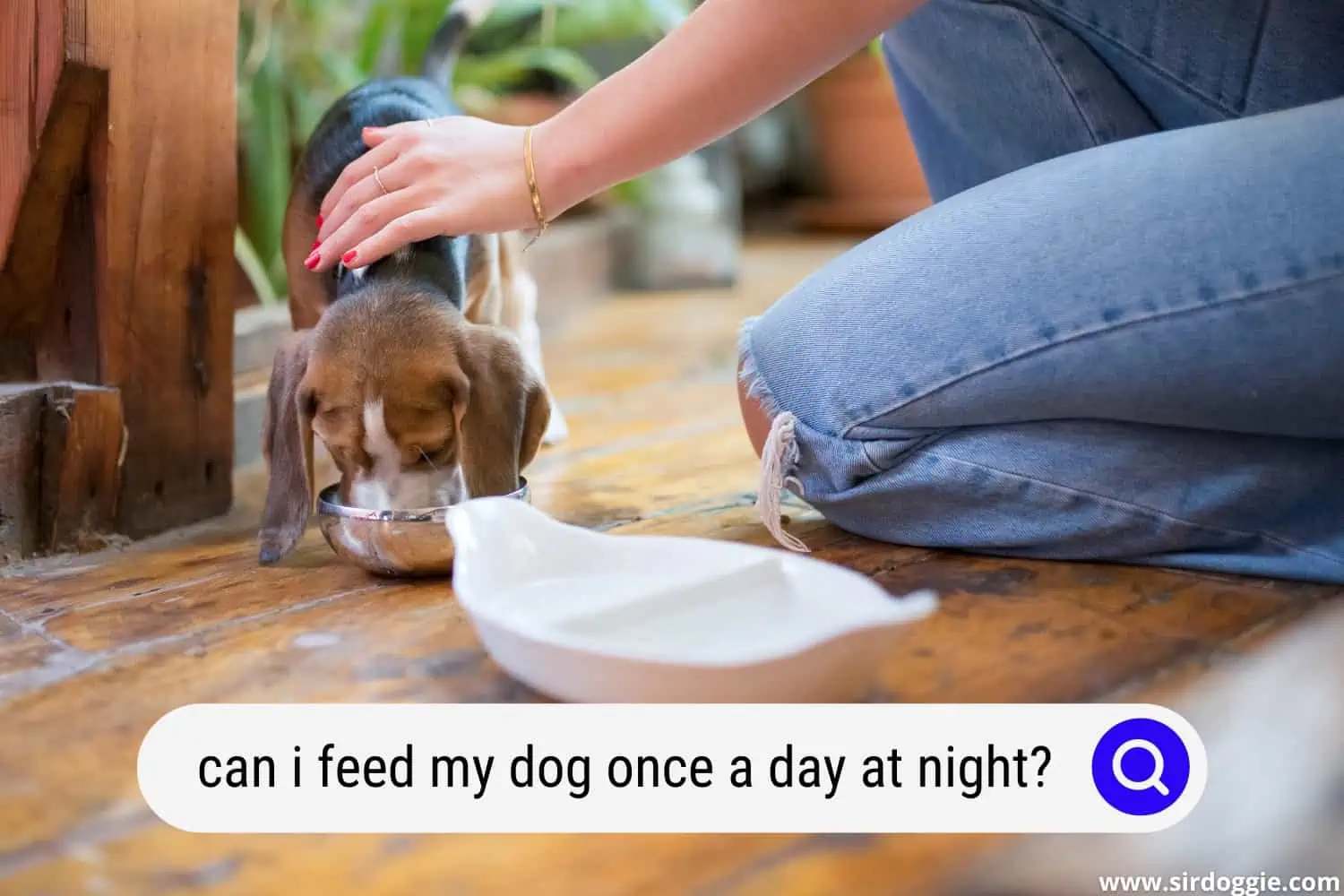 can i feed my dog once a day at night