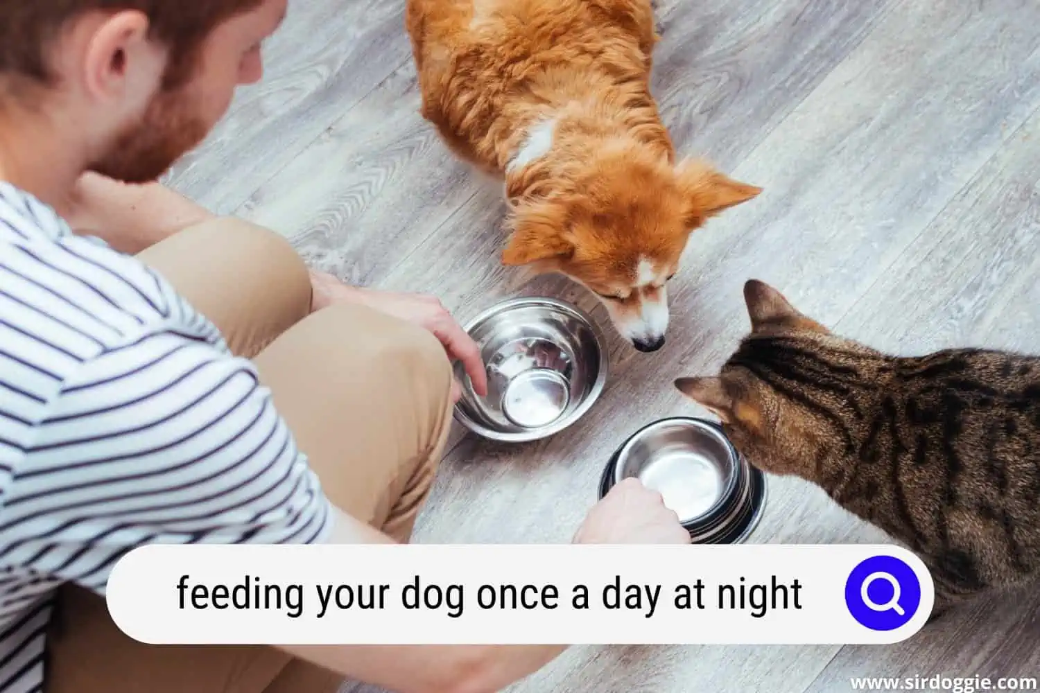 feeding your dog once a day at night