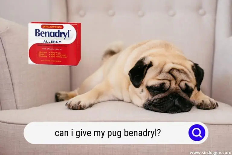 can i give my pug benadryl
