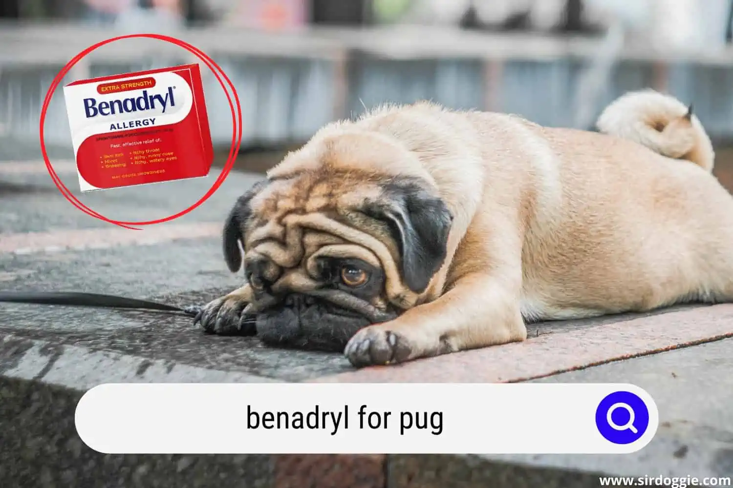 benadryl for pug