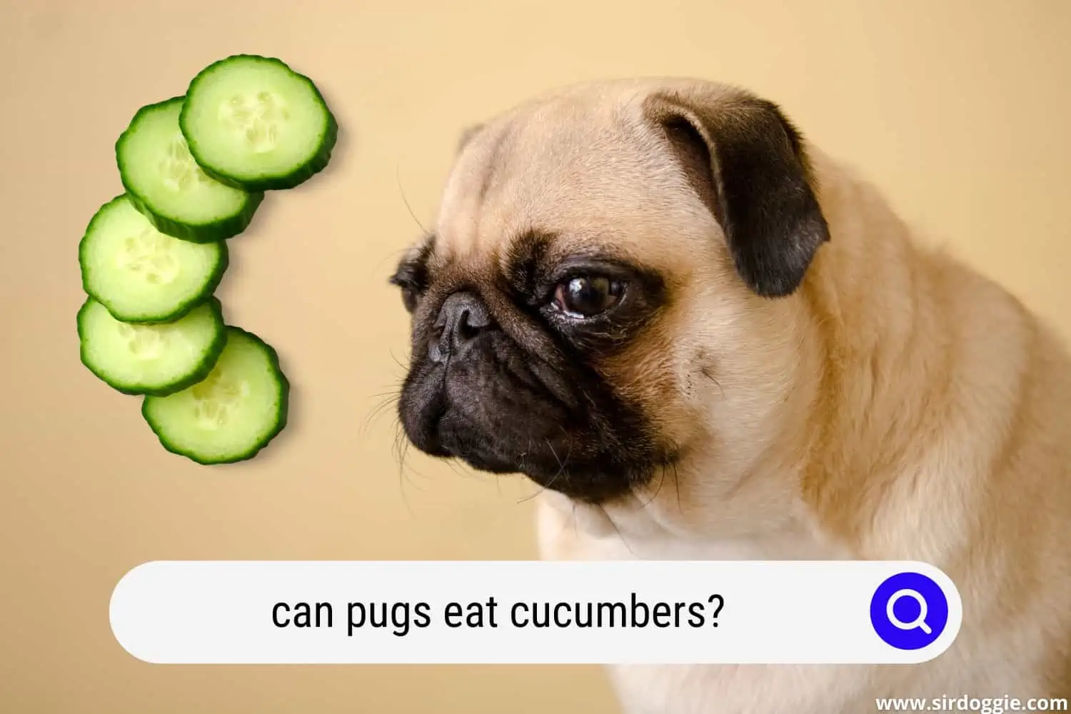 can pugs eat cucumbers