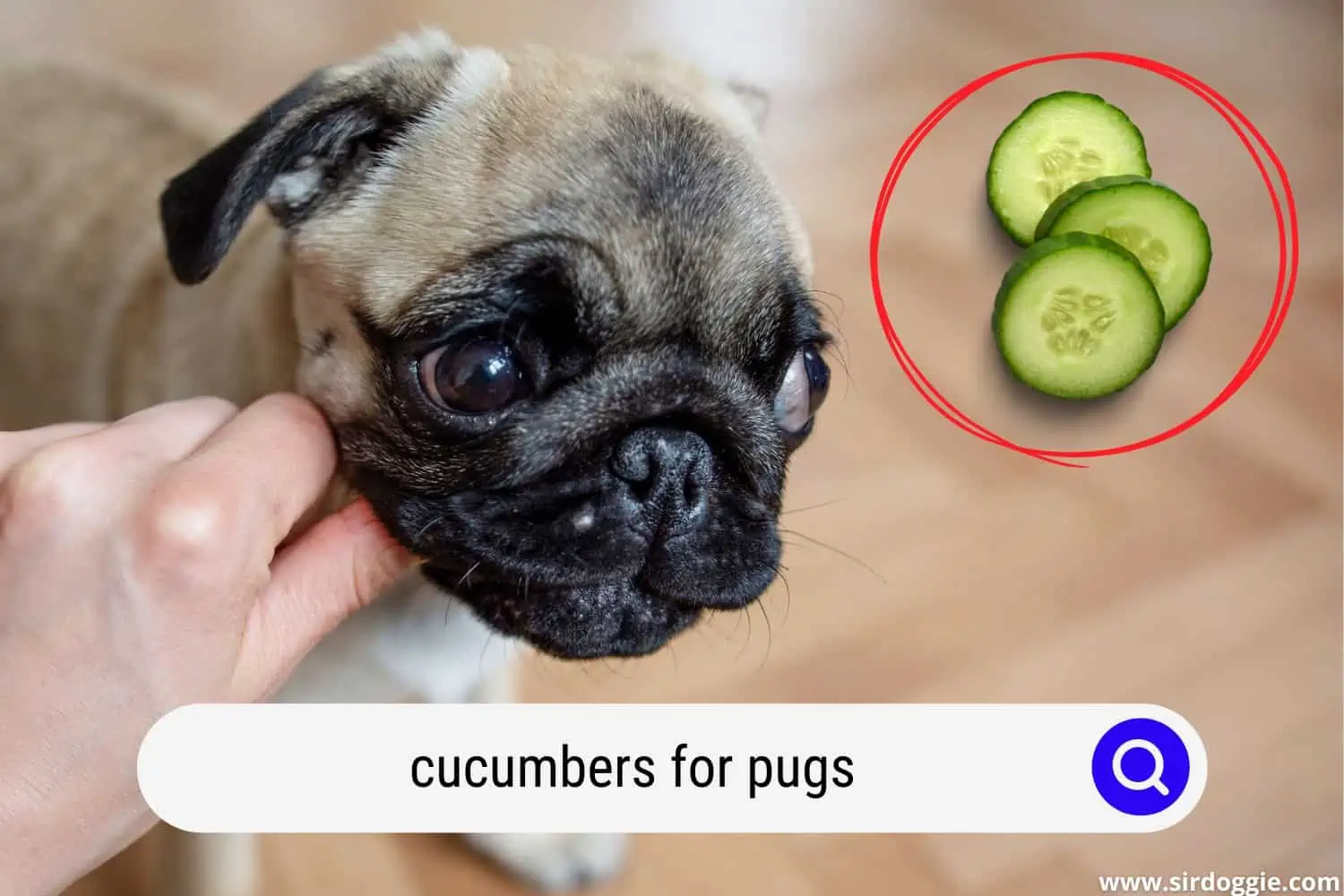 cucumbers for pugs