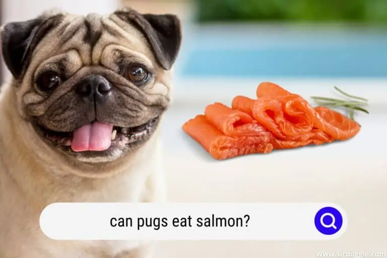 can pugs eat salmon