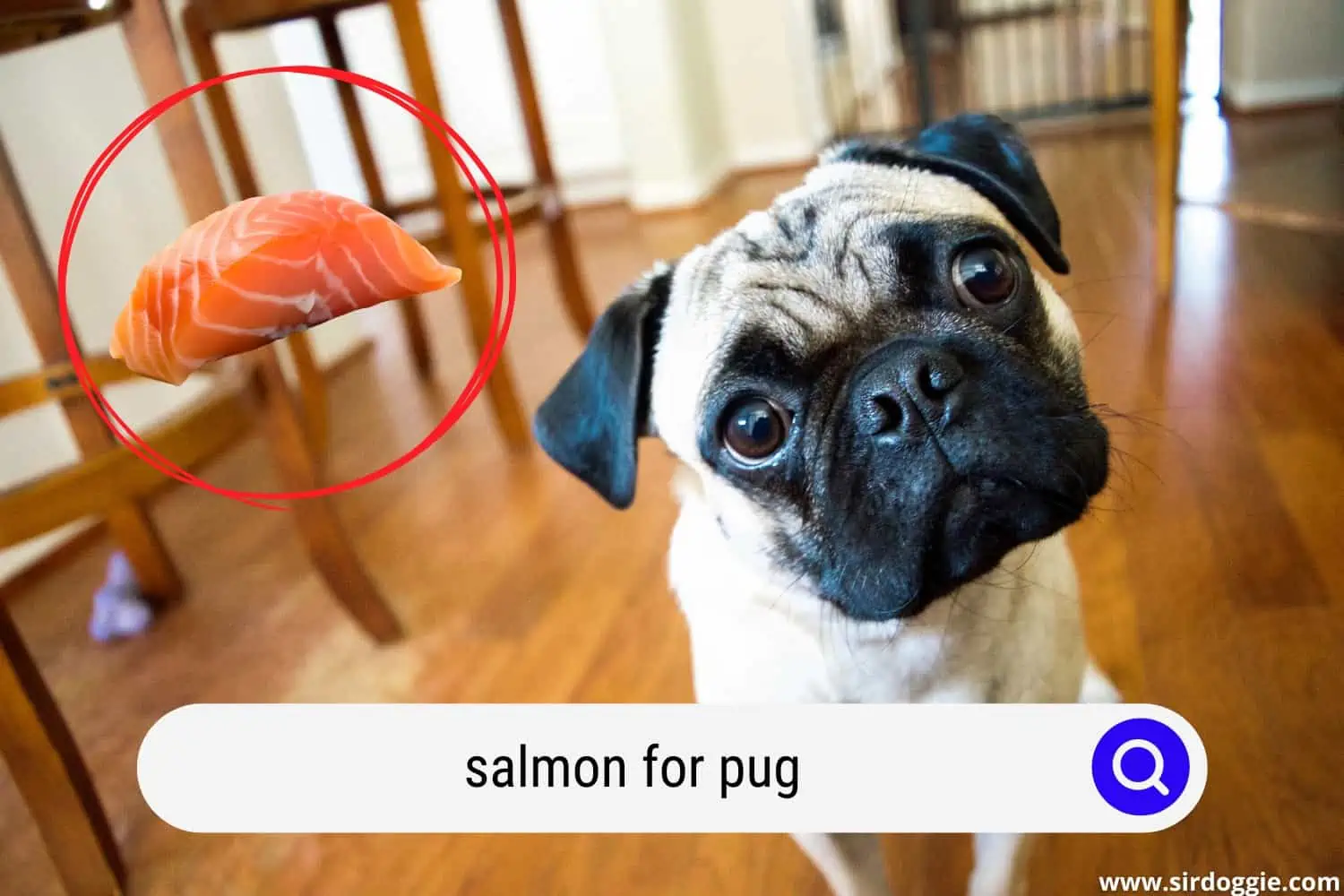 salmon for pug