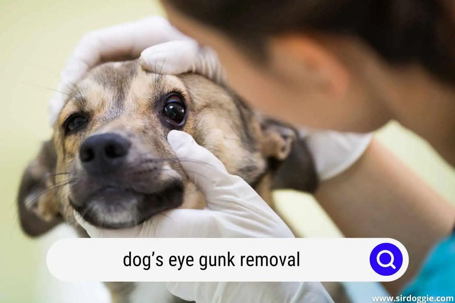dogs eye gunk removal