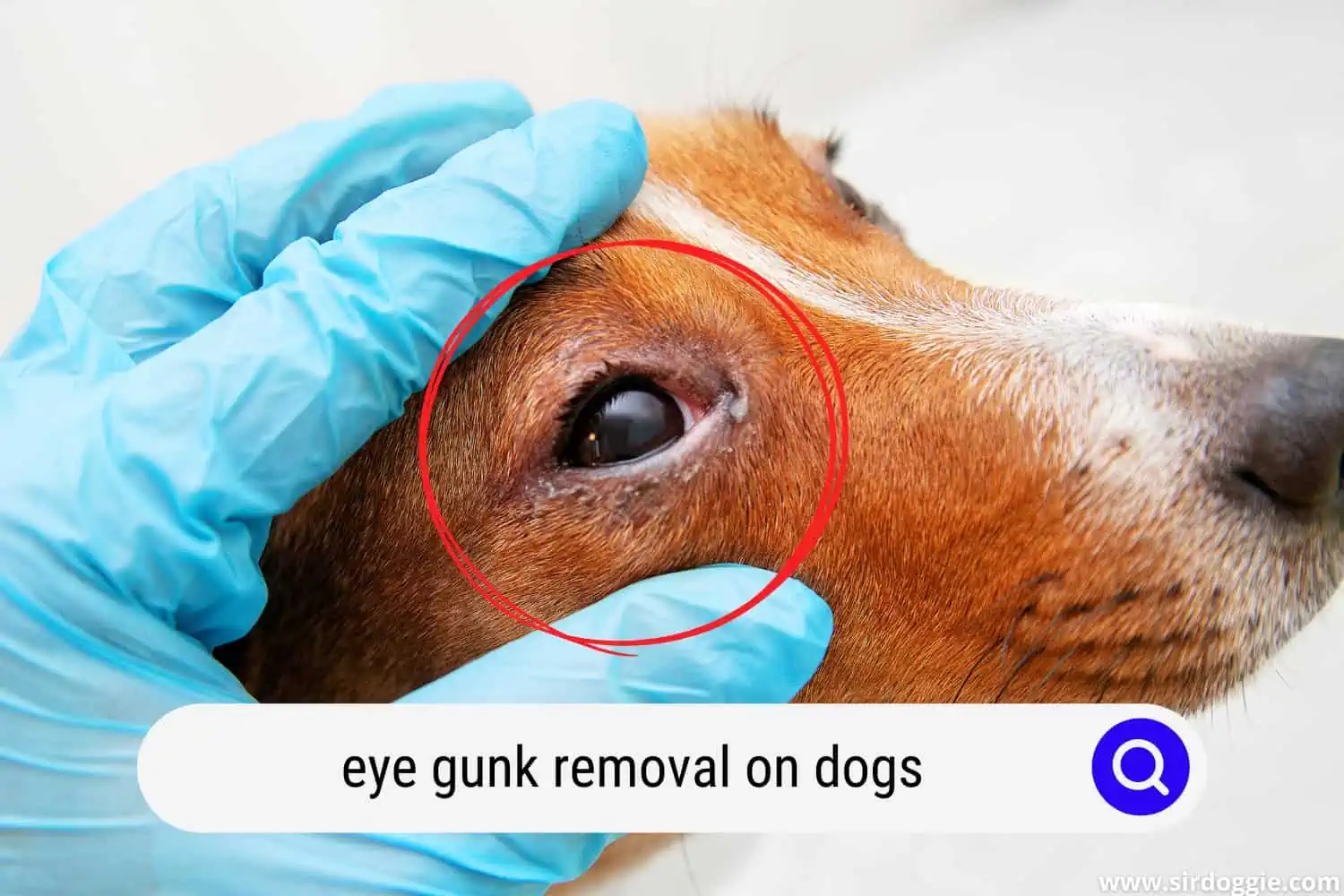 eye gunk removal on dogs