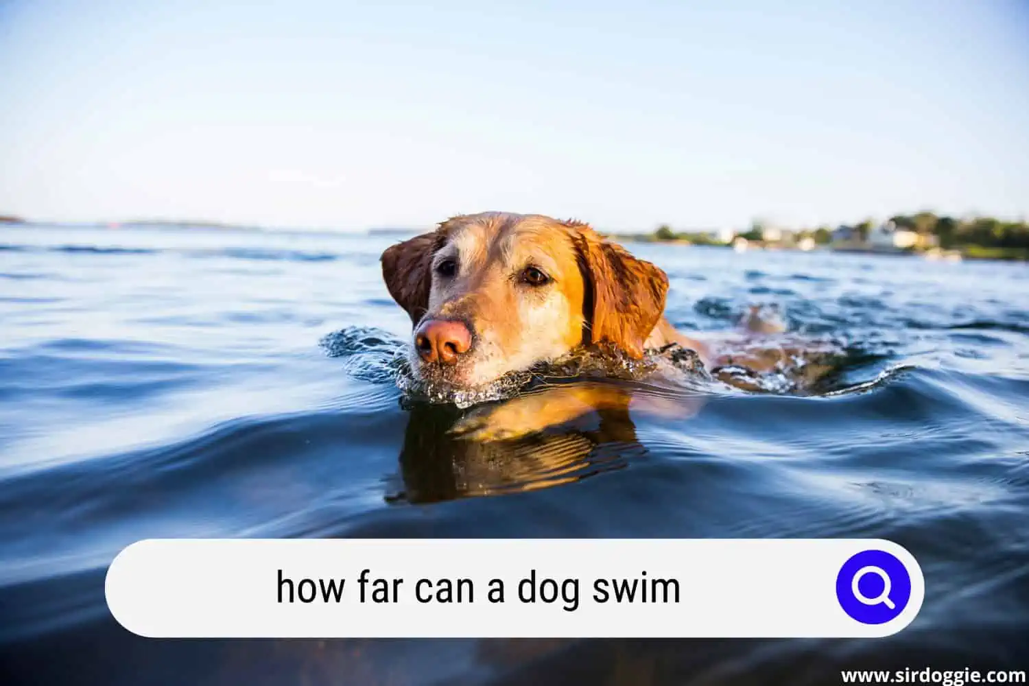 how far can a dog swim