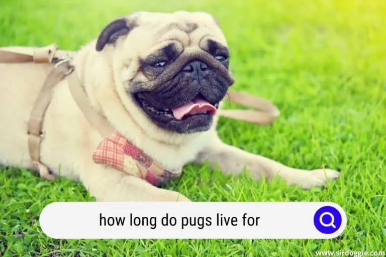 how long do pugs live for