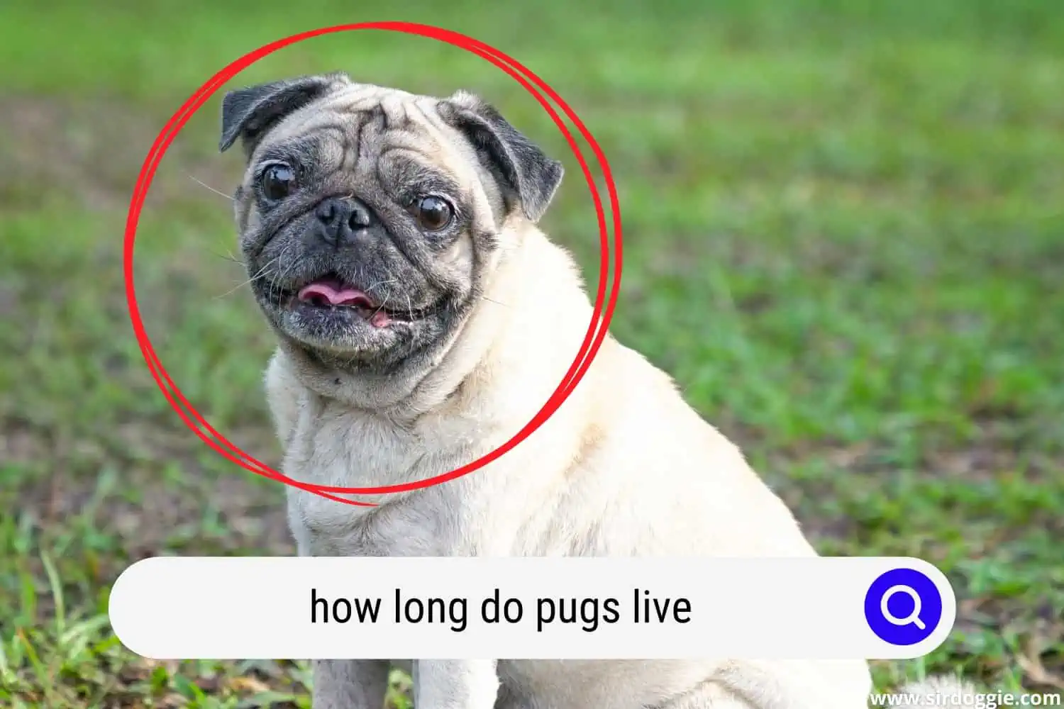 how long do pugs live