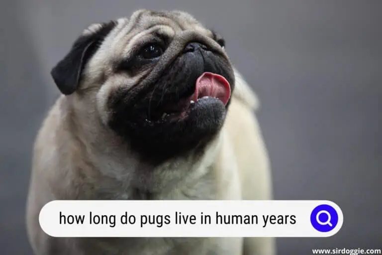 how long do pugs live in human years
