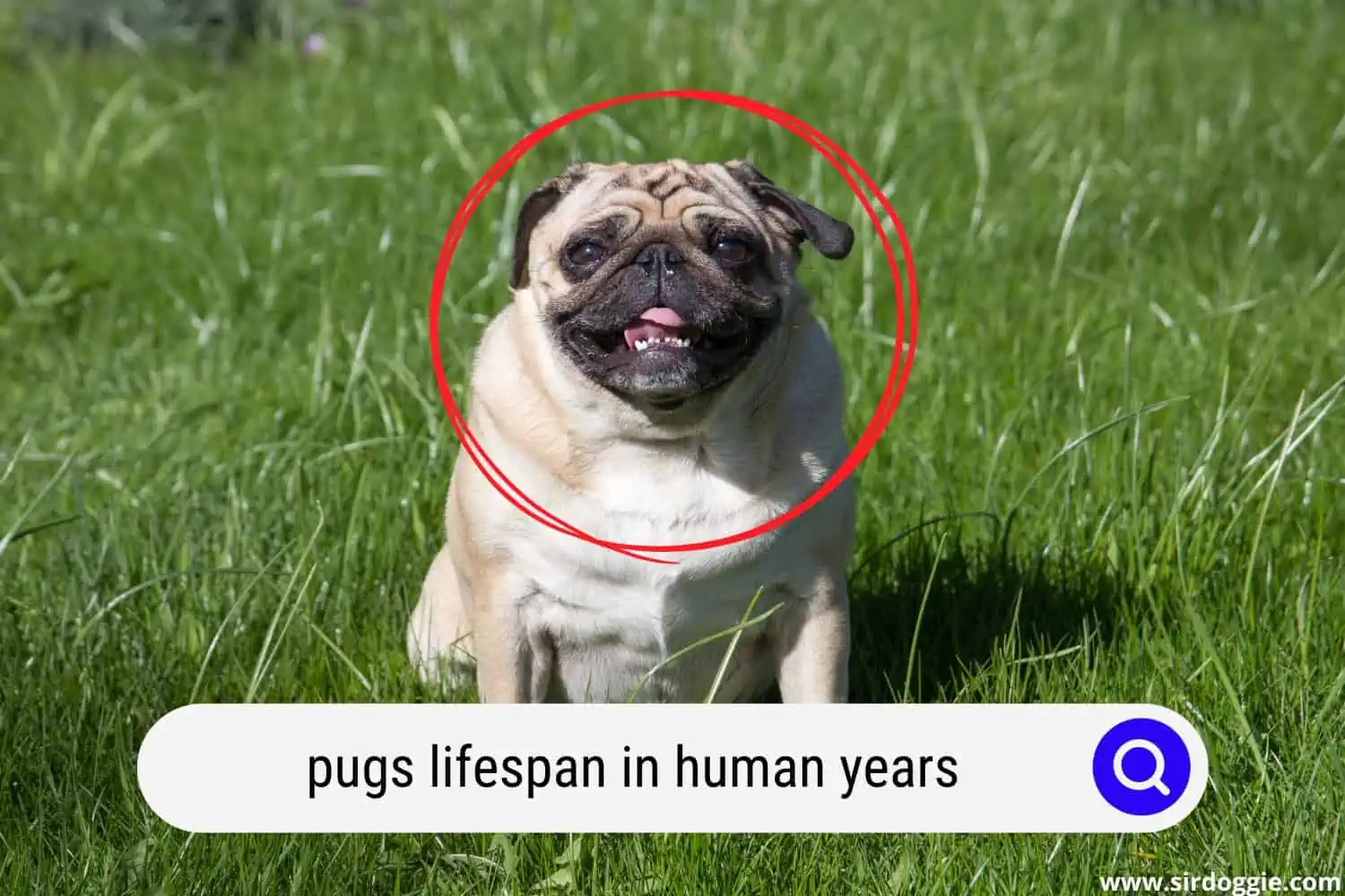 pugs lifespan in human years