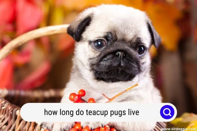 how long do teacup pugs live