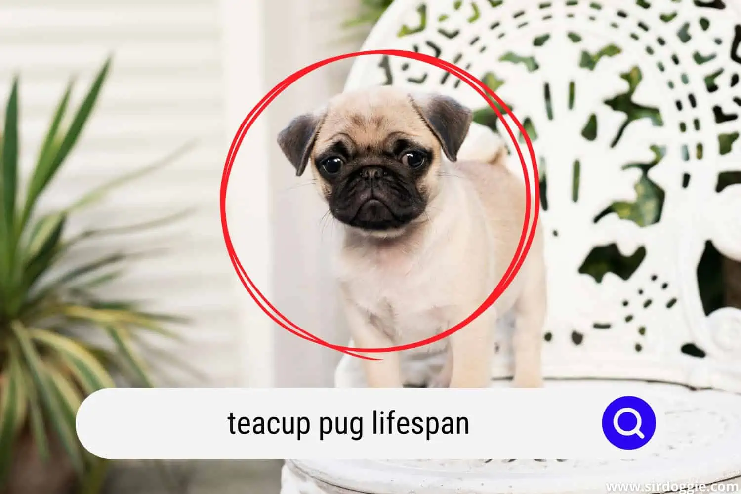 teacup pug lifespan
