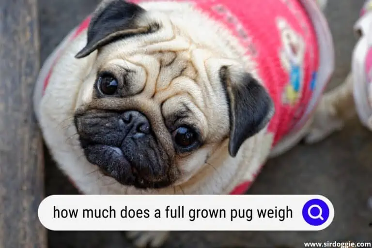 How Much Does a Full Grown Pug Weigh