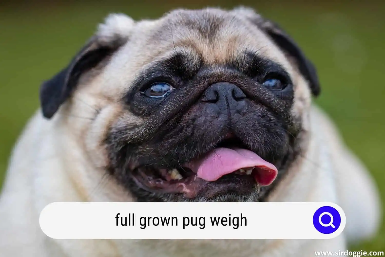 full grown pug weigh
