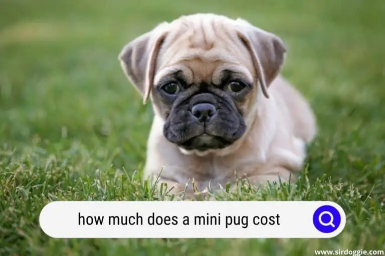 how much does a mini pug cost