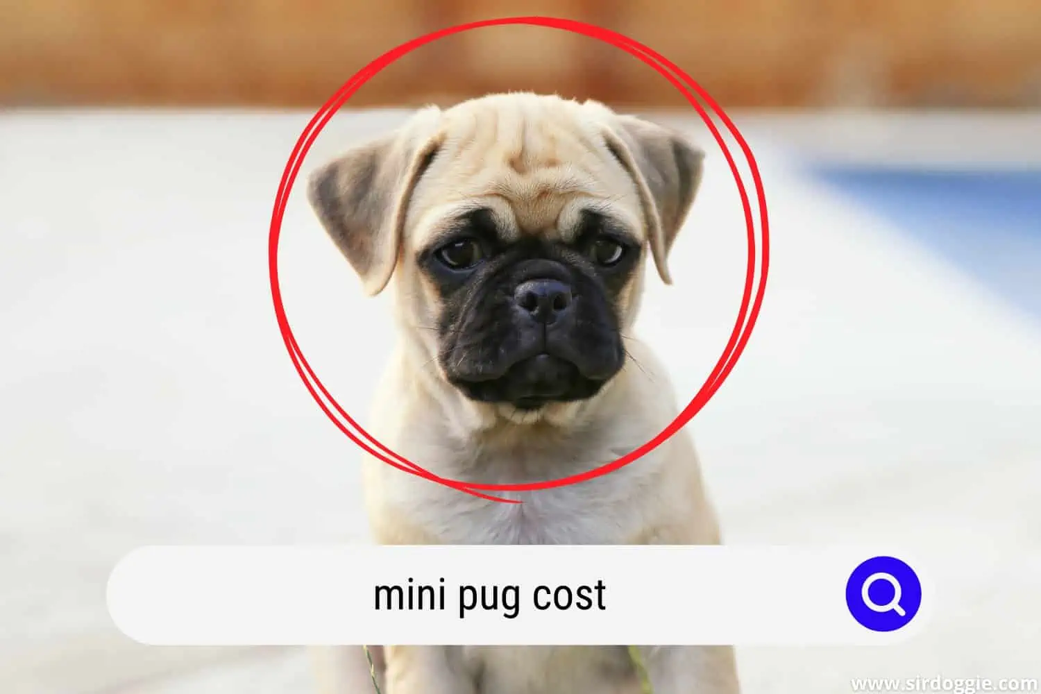 mini pug cost
