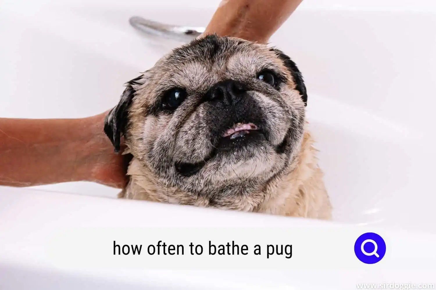 how often to bathe a pug