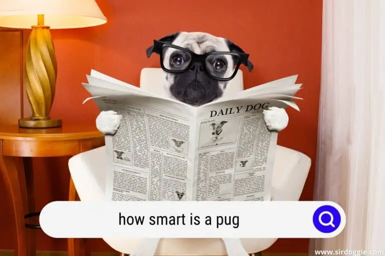 how smart is a pug