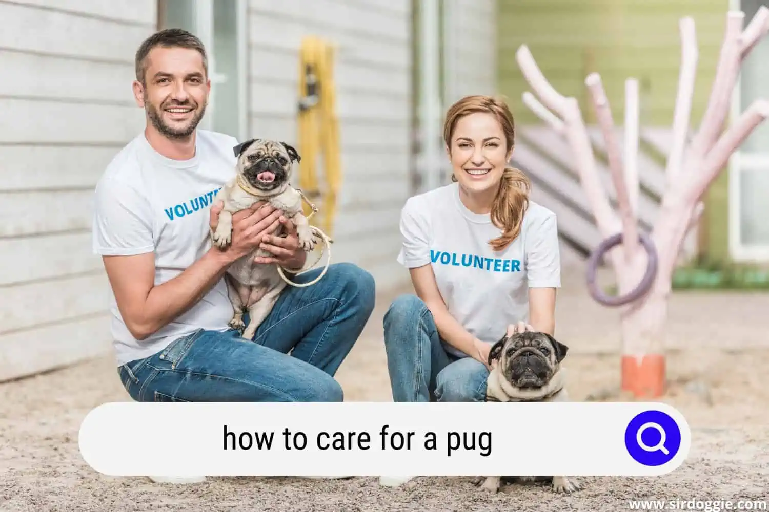 how to care for a pug