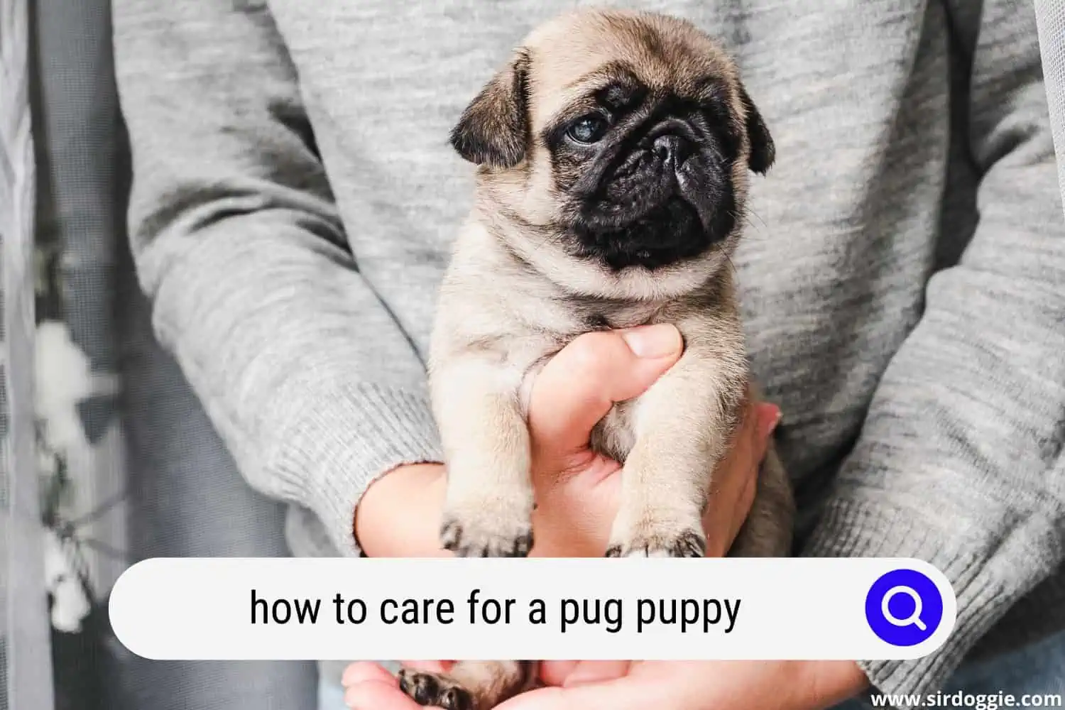 how to care for a pug puppy