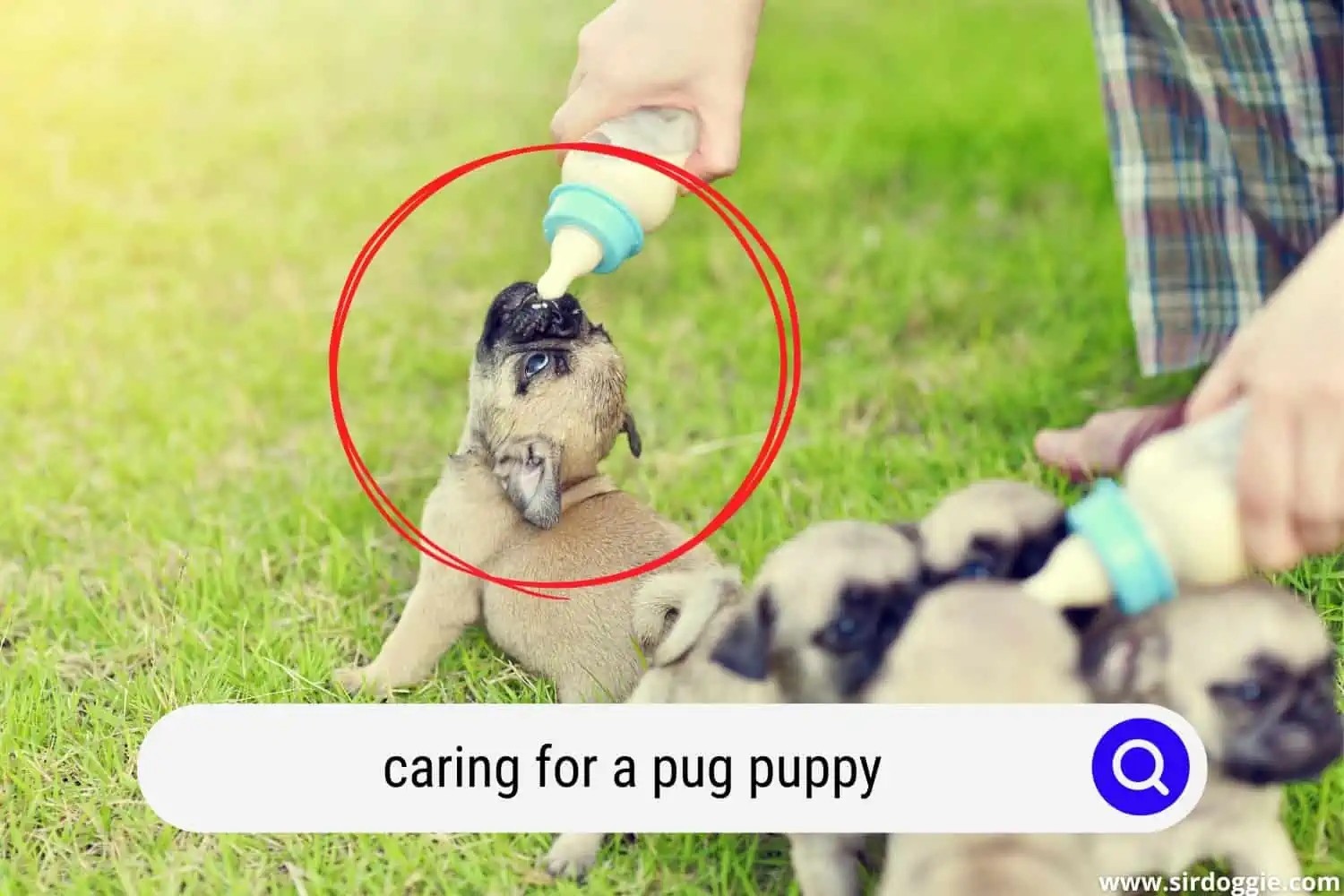 caring for a pug puppy