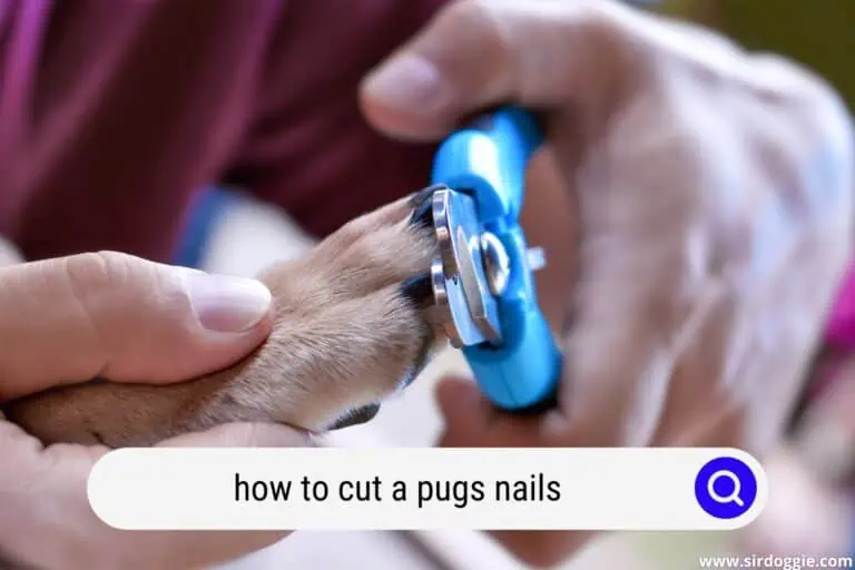 how to cut a pugs nails