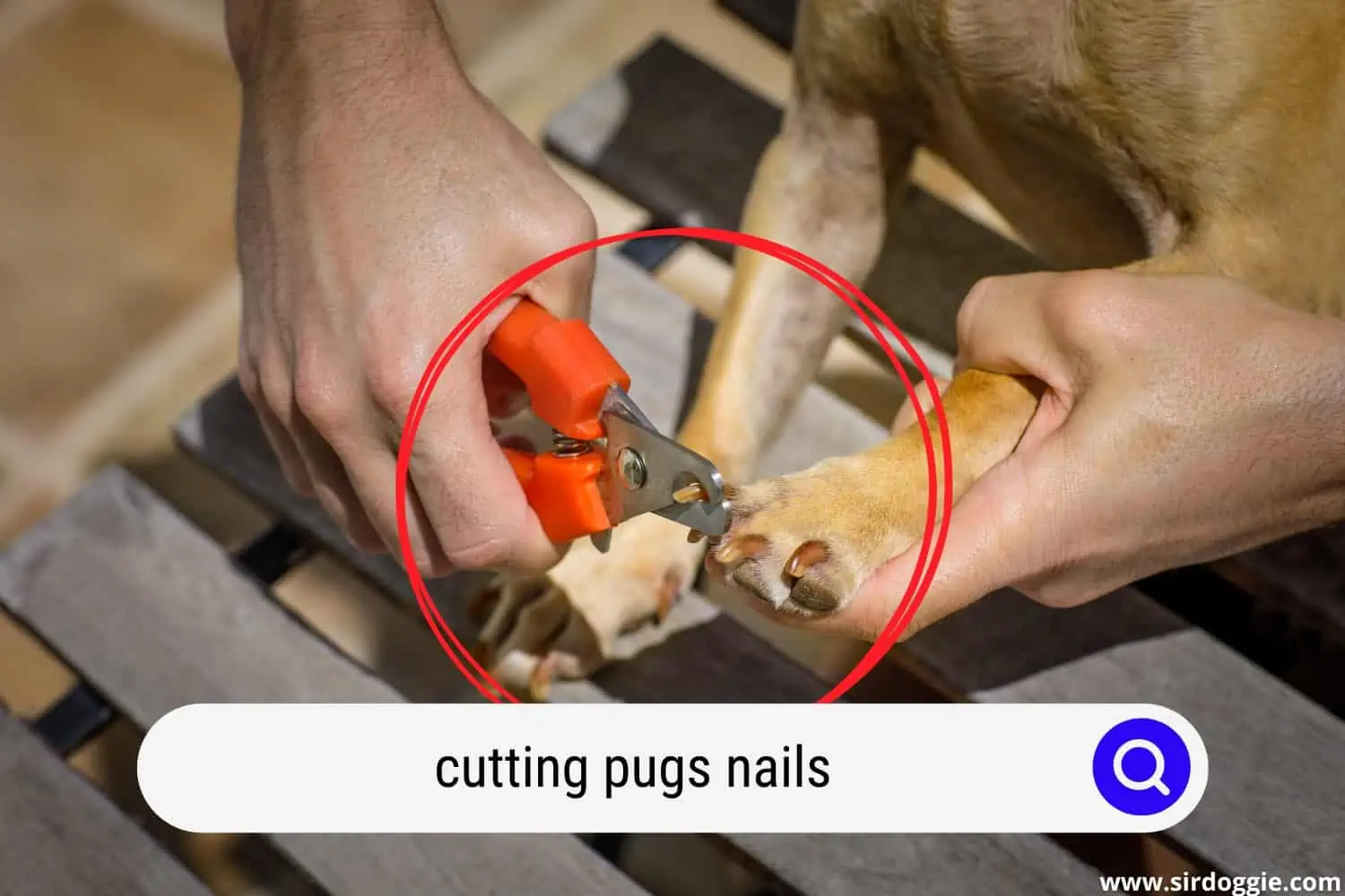 cutting pugs nails