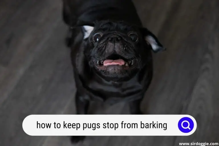 how to keep pugs stop from barking
