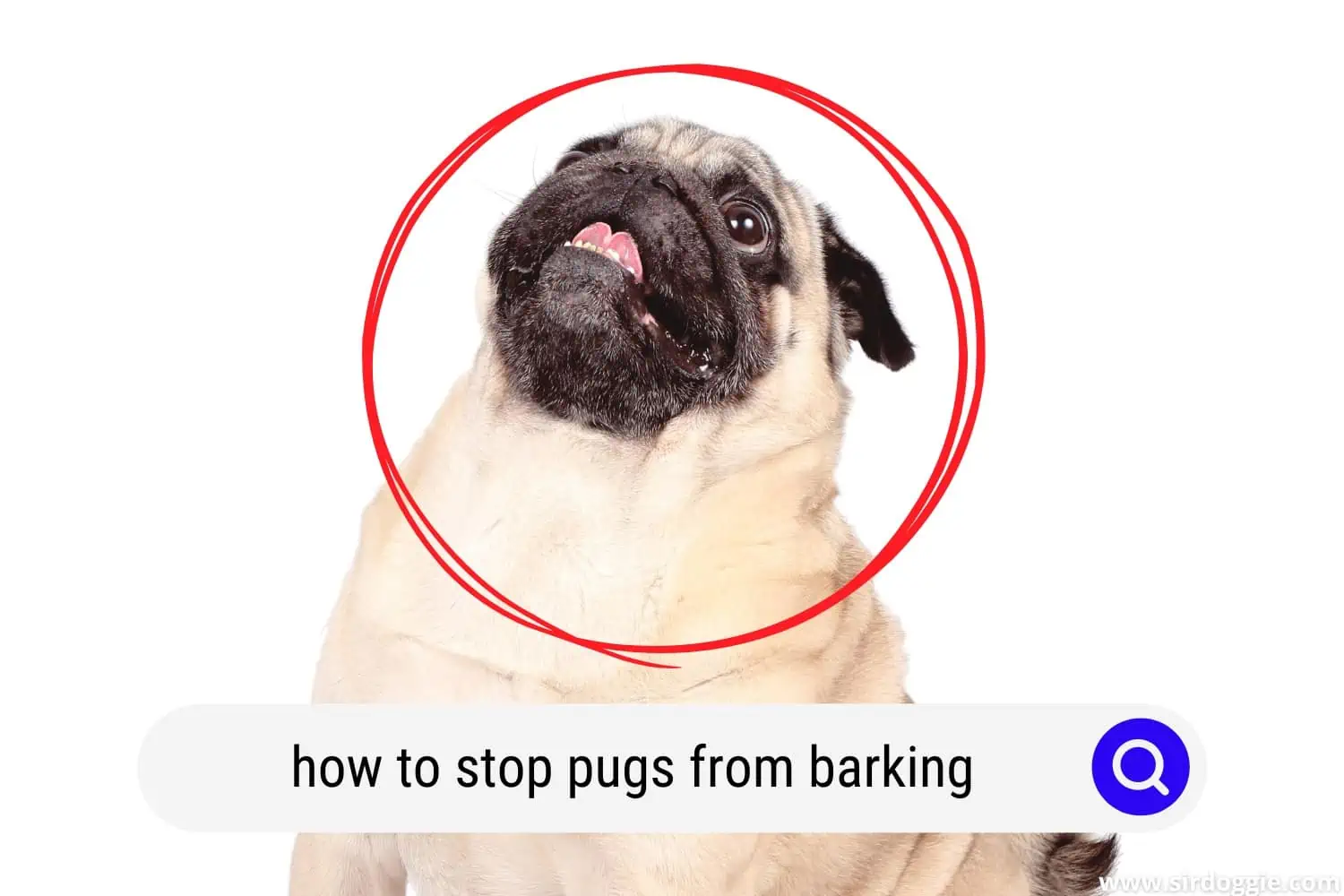 how to stop pugs from barking