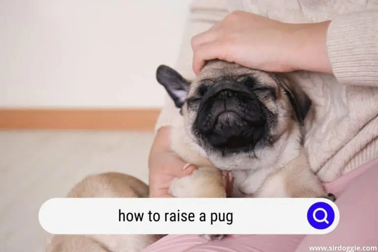 how to raise a pug