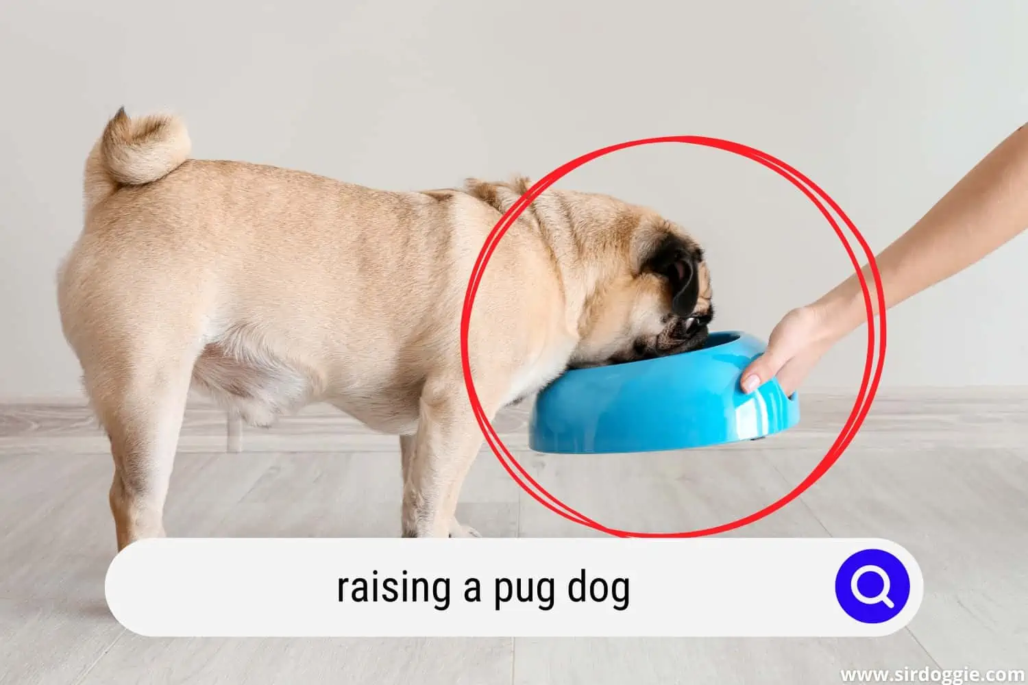 raising a pug dog