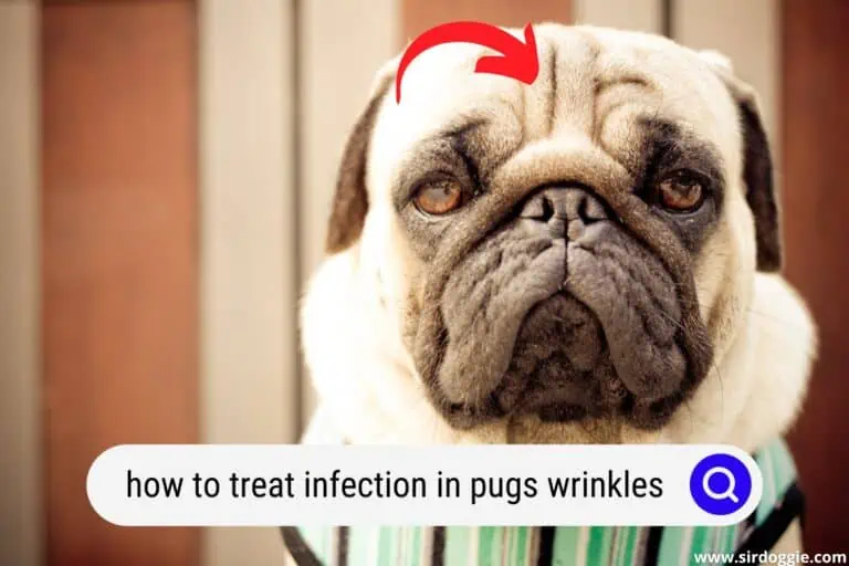 how to treat infection in pugs wrinkles