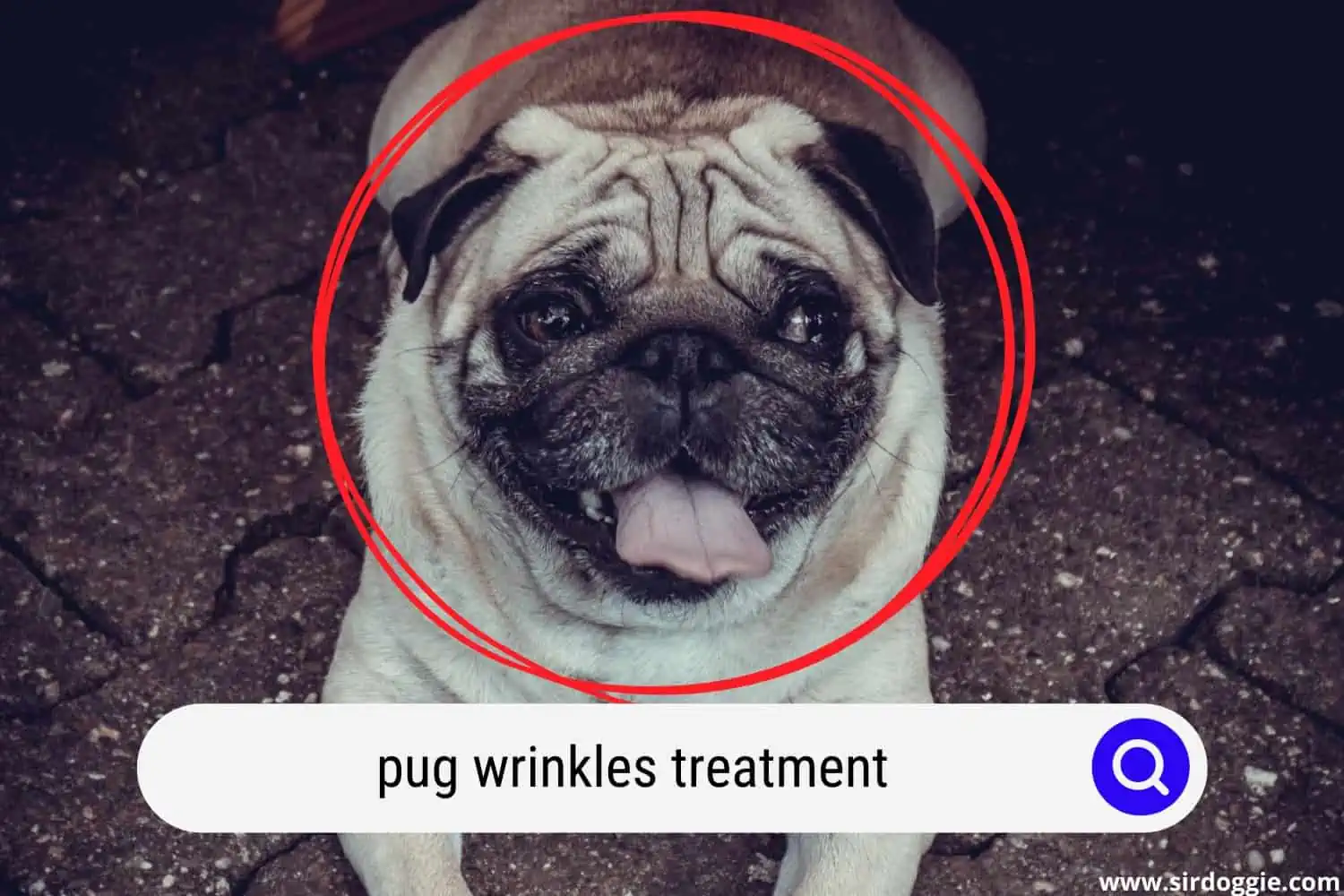 pug wrinkles infection treatment