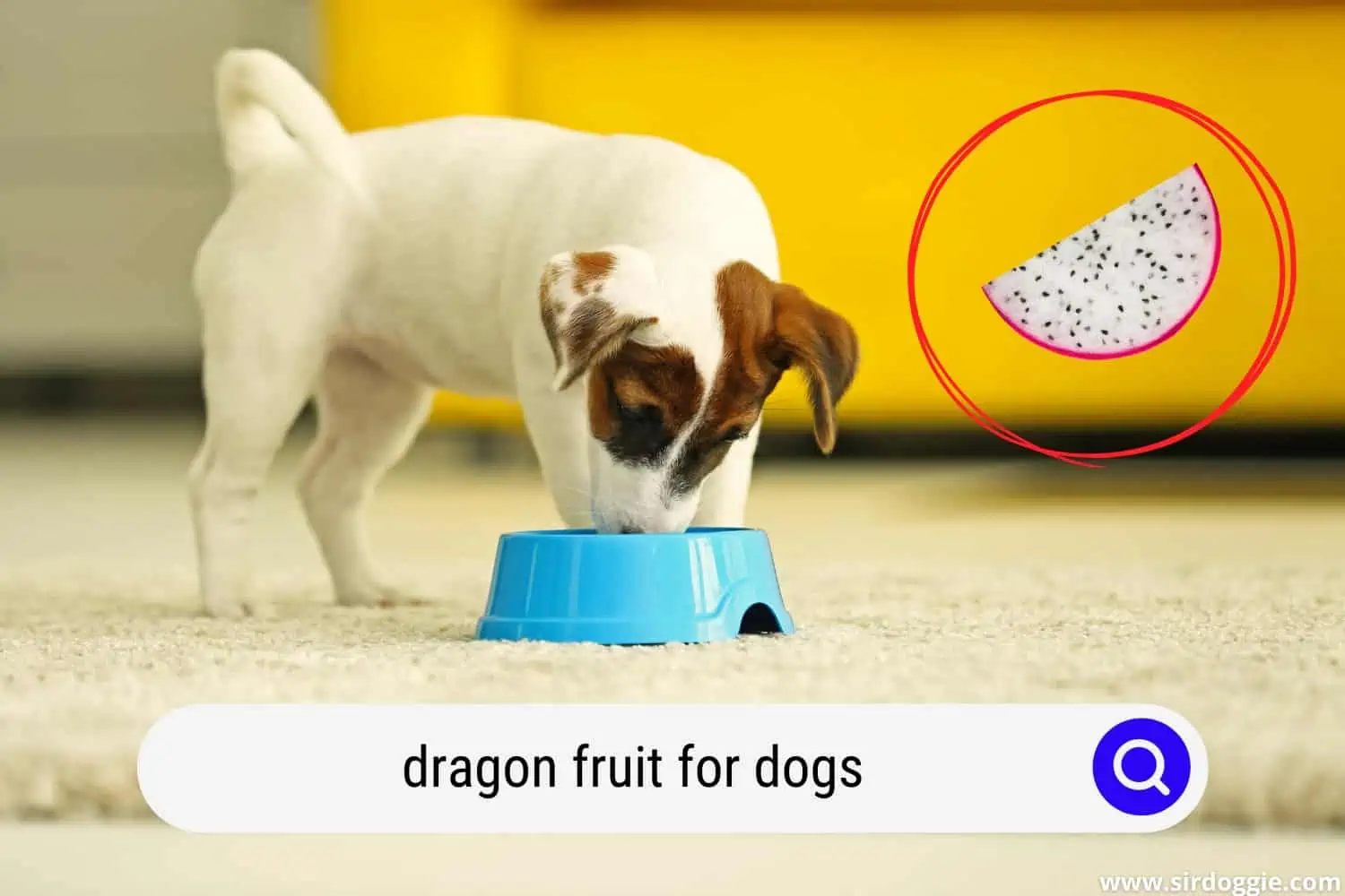 dragon fruit for dogs