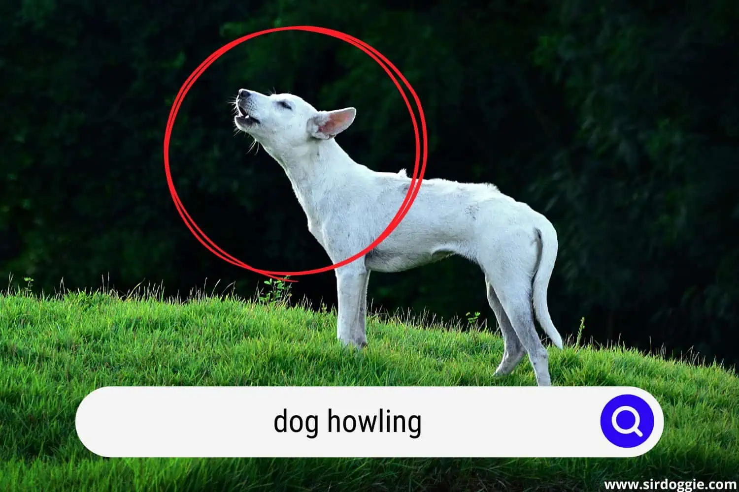 white dog howling
