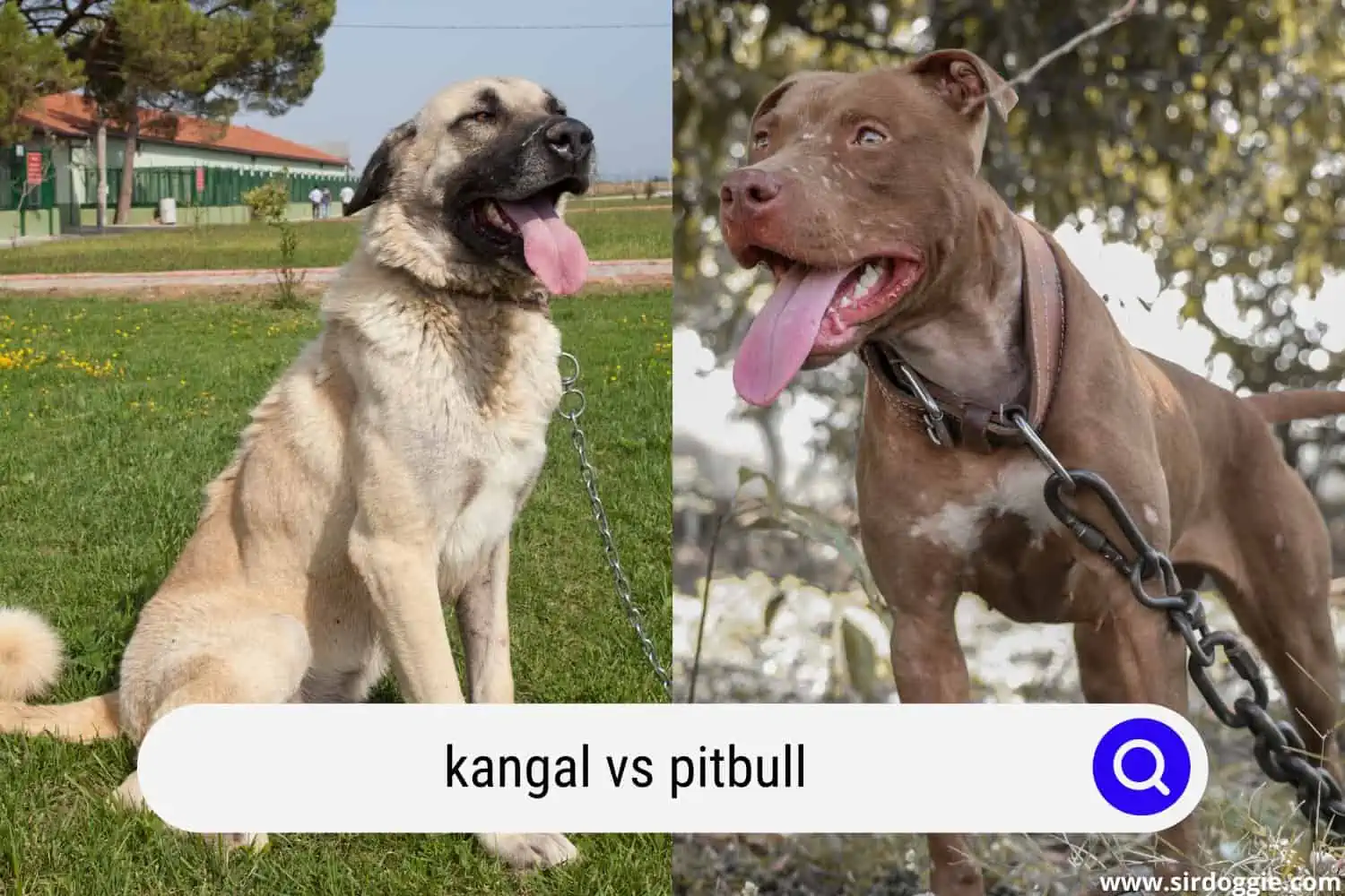 kangal vs pitbull