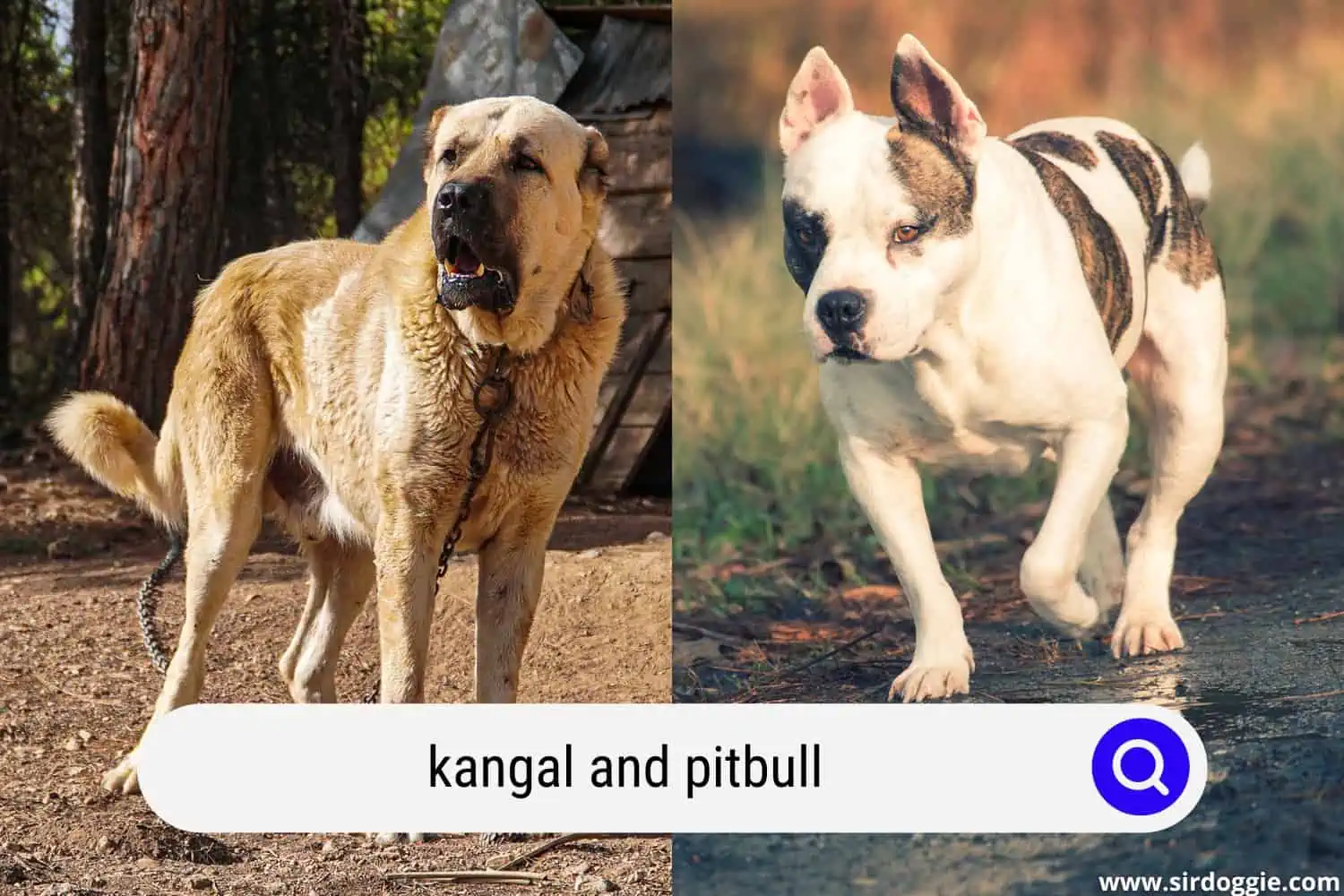 kangal and pitbull